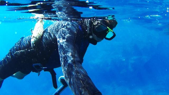 underwater diver in wetsuit and mask with speargun and fish