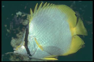 spot fin butterfly fish