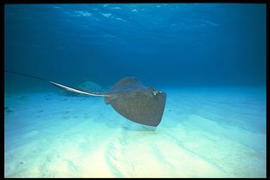 stingray