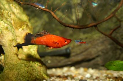 male swordtail