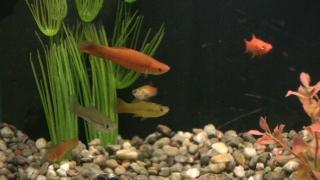 swordtails in aquarium