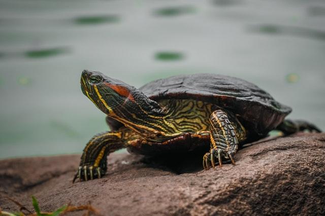 turtle by a pond