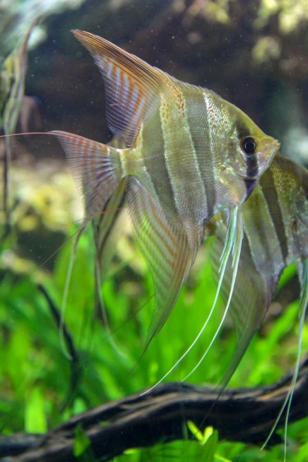 two angelfish in a planted aquarium