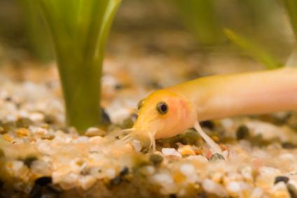 golden weather loach