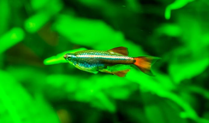 white cloud mountain minnow in planted aquarium