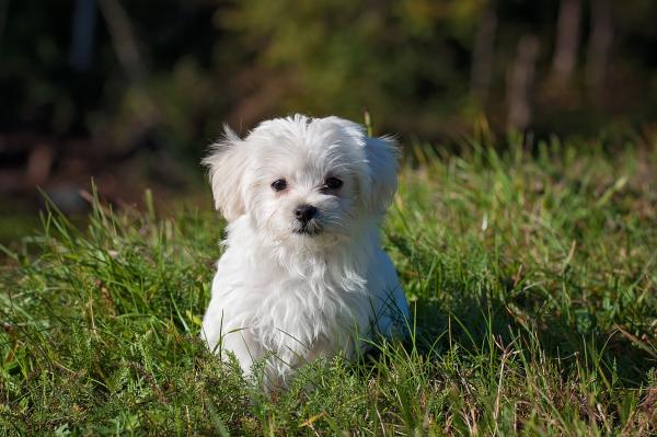 white maltese in yard