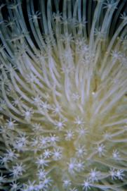 white coral