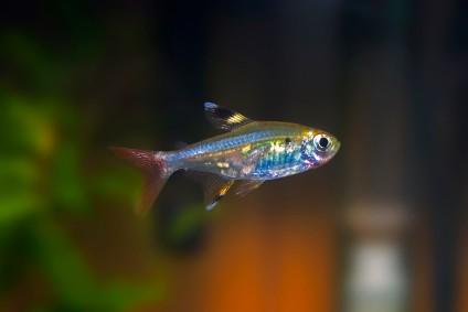 x-ray tetra