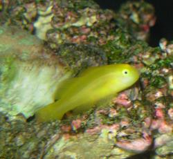 yellow clown goby