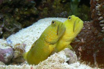 watchman gobies