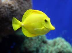 yellow tang