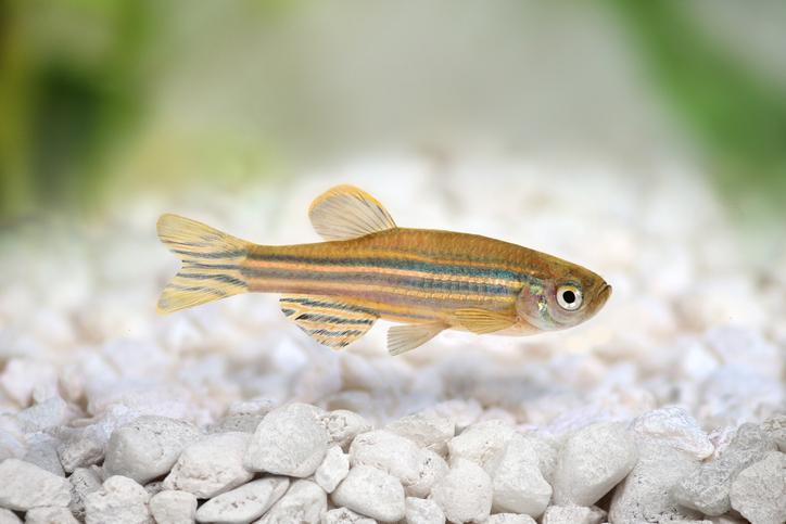 zebra danio in aquarium with white gravel